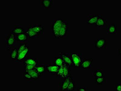 MYEF2 Antibody
