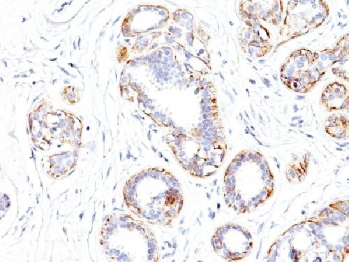 MYH11 Antibody