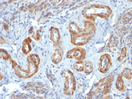 MYH11 Antibody