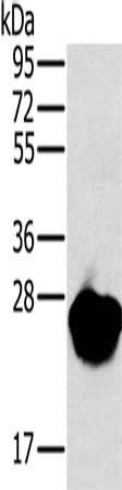 MYL3 Antibody