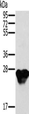 MYL3 Antibody