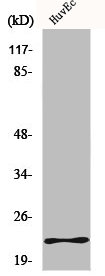 MYL3 Antibody