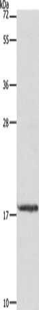 MYL6 Antibody