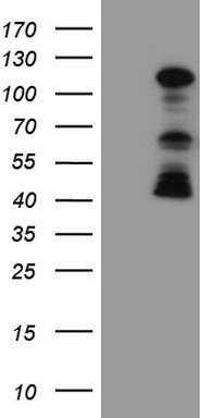MYL7 Antibody