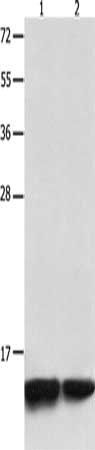 MYL9 Antibody