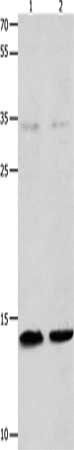 MYL9 Antibody