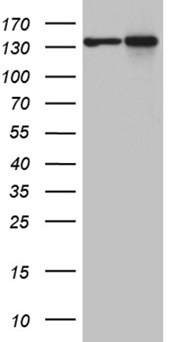 MYLIP Antibody