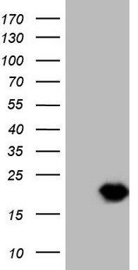 MYLIP Antibody