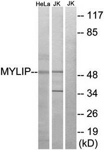 MYLIP Antibody