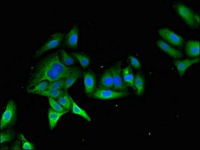 MYO7A Antibody