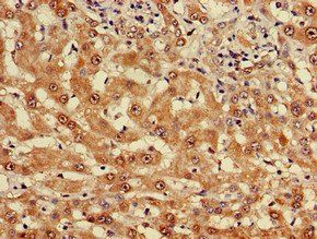 MYO7A Antibody