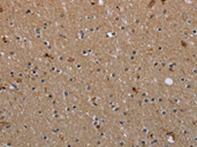 MYO7A Antibody