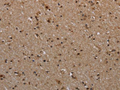 MYO7A Antibody