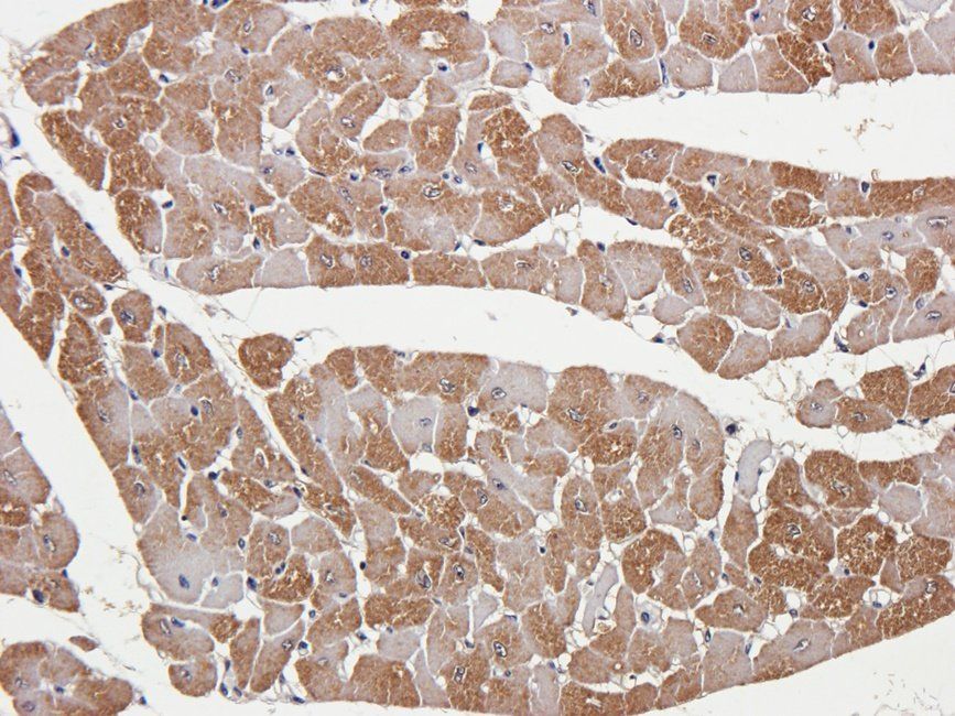 Myoglobin Rabbit Polyclonal Antibody