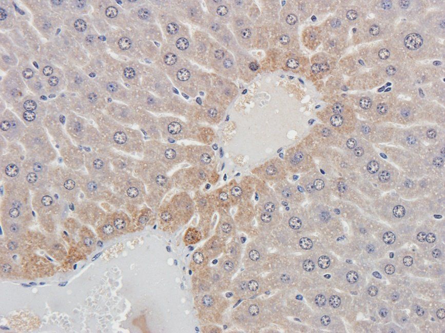 Myoglobin Rabbit Polyclonal Antibody