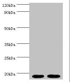 MB Antibody