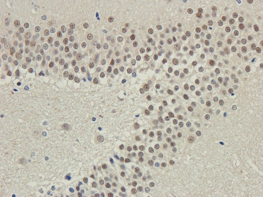 Myosin 3 Rabbit Polyclonal Antibody