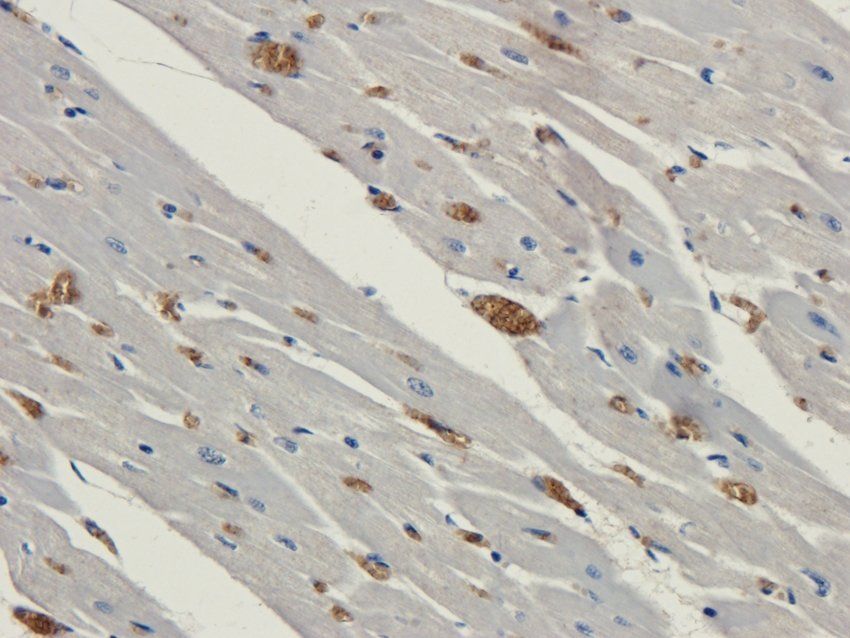 Myosin 3 Rabbit Polyclonal Antibody