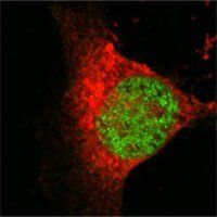 MYST1 Antibody