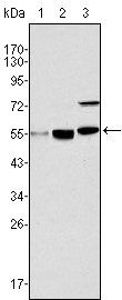 MYST1 Antibody
