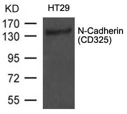 N Cadherin Antibody
