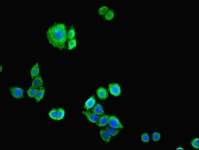 CDH12 Antibody