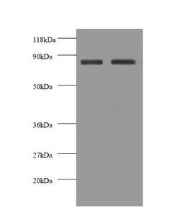 CDH12 Antibody