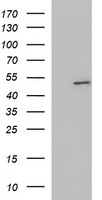 CDH2 Antibody