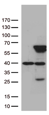 N myc interactor Antibody