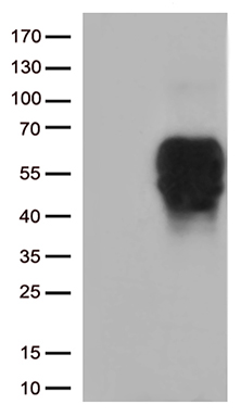 N myc interactor Antibody