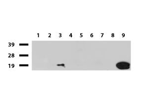 N WASP Antibody