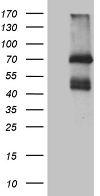N WASP Antibody