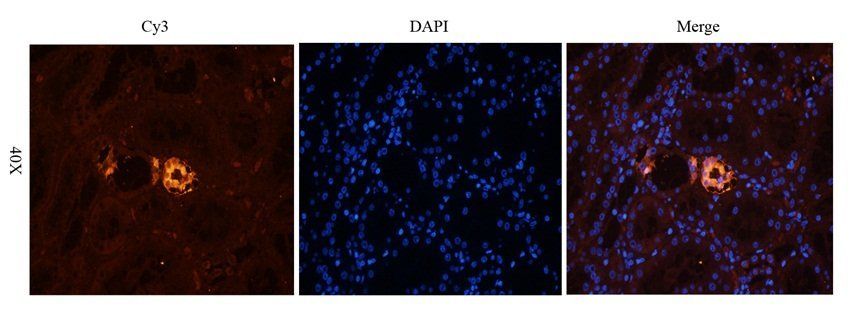 N Cadherin Rabbit Polyclonal Antibody
