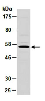 NAB1 (C1) Antibody, Rabbit Polyclonal