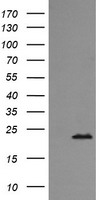 NANP Antibody
