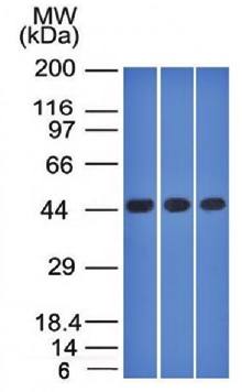 NAPSA Antibody