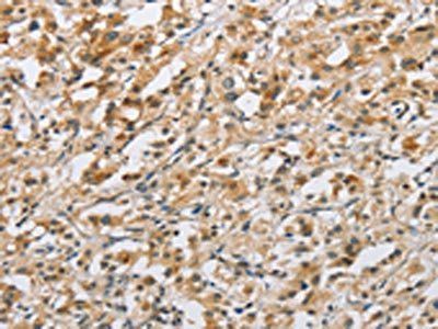 NAPSA Antibody