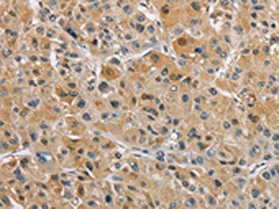 NAPSA Antibody