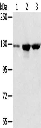 NAT10 Antibody