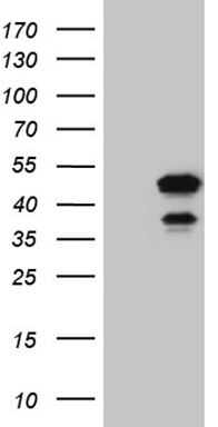 NCF4 Antibody