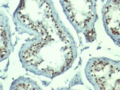 Nucleolin (Marker of Human Cells) Antibody
