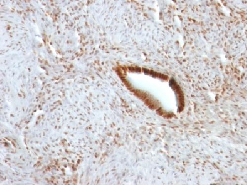 Nucleolin (Marker of Human Cells) Antibody