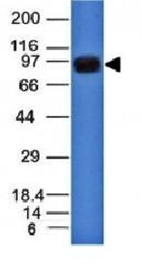 Nucleolin (Marker of Human Cells) Antibody