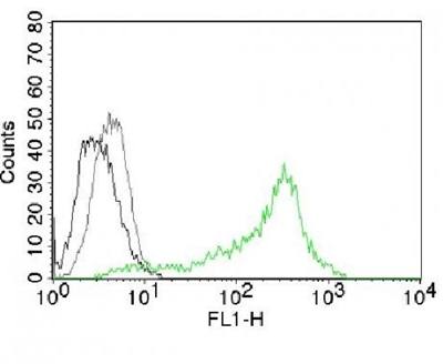 NCL Antibody