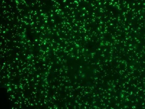 NCL Antibody