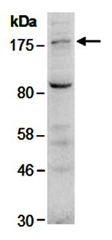 NCOA1 (N) Antibody, Rabbit Polyclonal