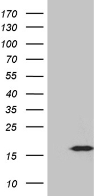 NCR2 Antibody