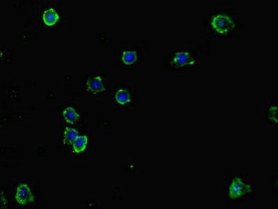 NCR3LG1 Antibody