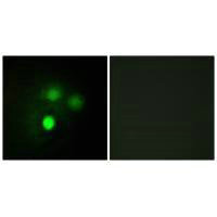 NDC80 Antibody