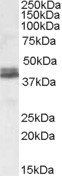 NDEL1 Antibody